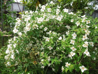超大輪の矮性タイサンボクの花が咲いた 香りバイカウツギ ベルエトワール とサラサラウツギも みどりの一期一会