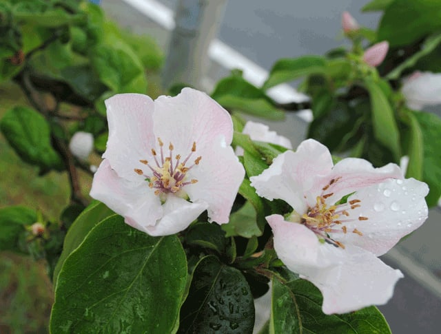 カリン マルメロ の咲く並木道 10月のバラ