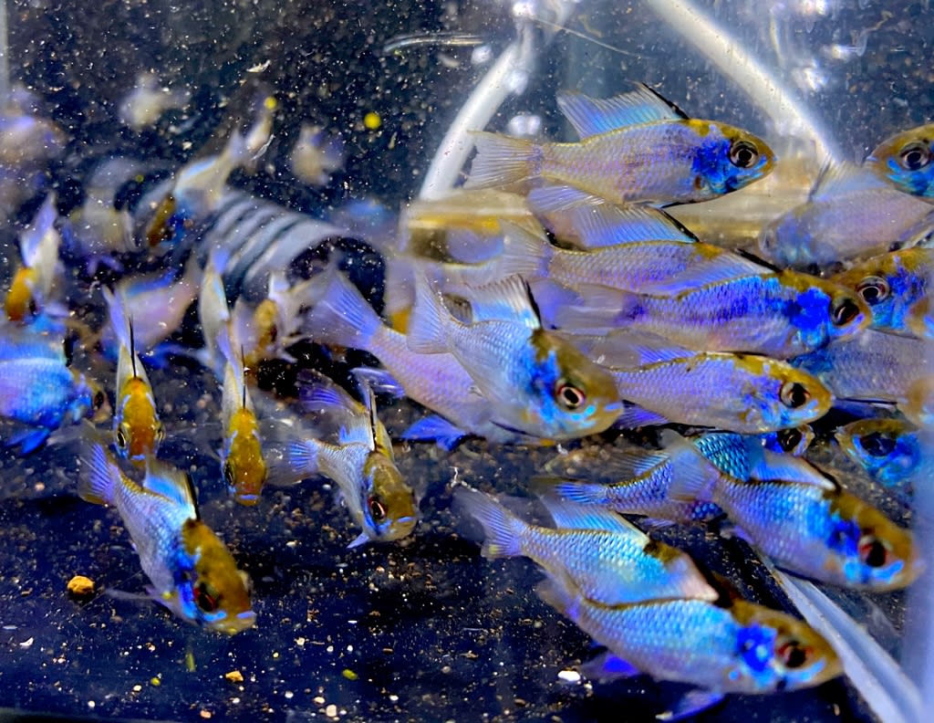ブルーダイヤモンドラミレジィ 熱帯魚店モンスターアクアリウム 川口店 買取販売情報