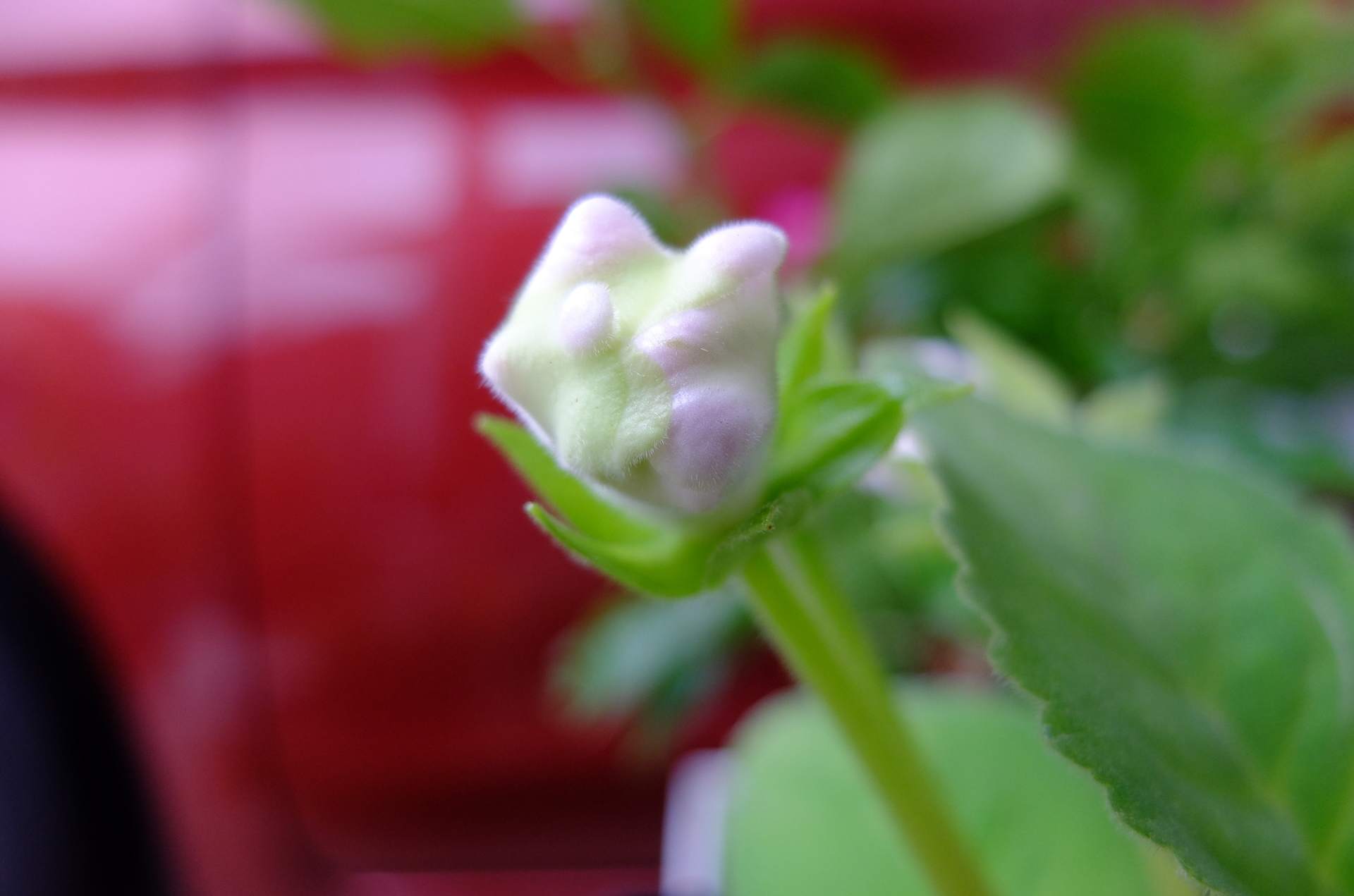 グロキシニア のブログ記事一覧 2ページ目 つぶれ梅の花いじり草いじり グロキシニア のブログ記事一覧 2ページ目 つぶれ梅の花いじり草いじり
