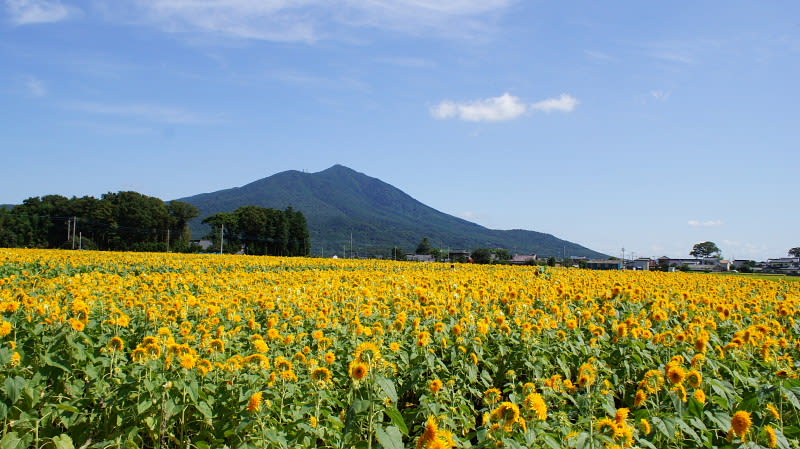 ヒマワリと筑波山 花と山を友として