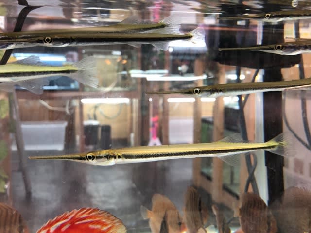 規制じゃないガー ナゴヤアクアズブログ 規制じゃないガー ナゴヤアクアズブログ