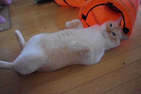 ブーヤンと猫の王国