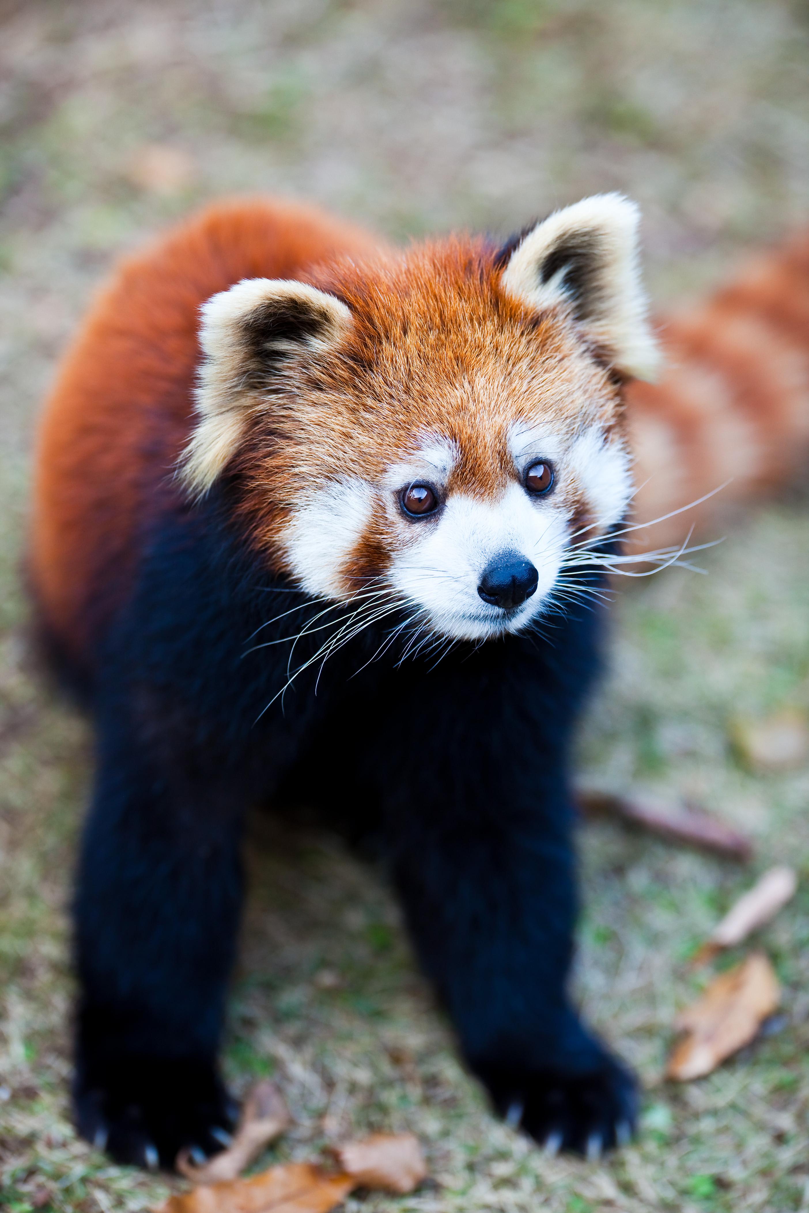 レッサーパンダ １３ まさかのきまぐれ雑記帳