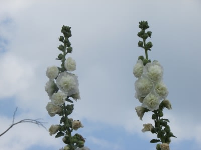 梅雨明け知らせる風物詩 草花探訪 梅雨明け知らせる風物詩 草花探訪