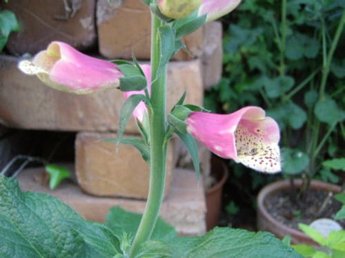 ジキタリス 狐の手袋 の花 モノトーンでのときめき