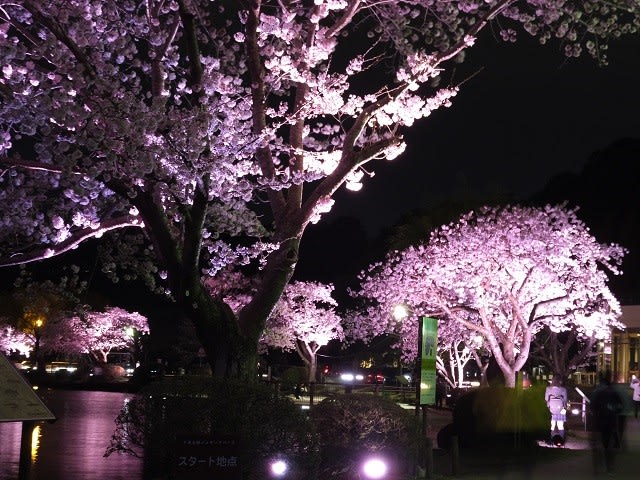 千波湖の夜桜ライトアップ 17 4 12 ウリパパの日記