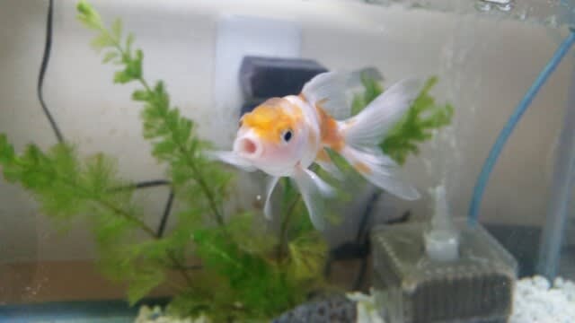 お迎えしたい金魚 金魚との暮らし お迎えしたい金魚 金魚との暮らし