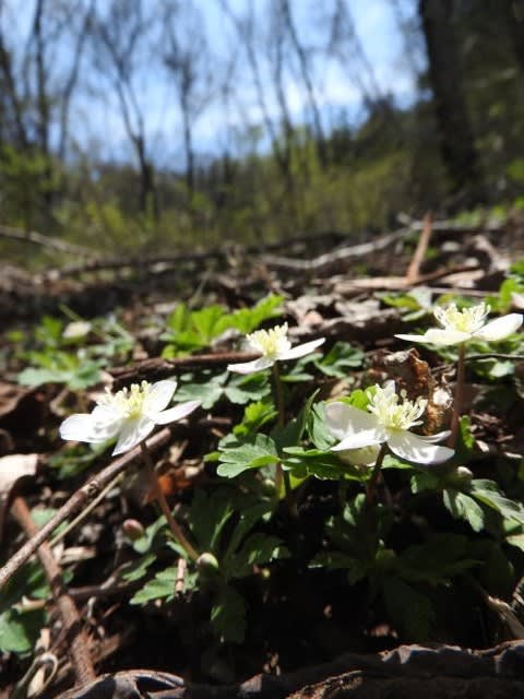 高ボッチ高原・鉢伏山で最近咲いている花　ニリンソウ（二輪草）