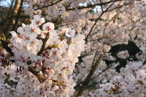 桜が散る前に その２ 古太郎のブログ