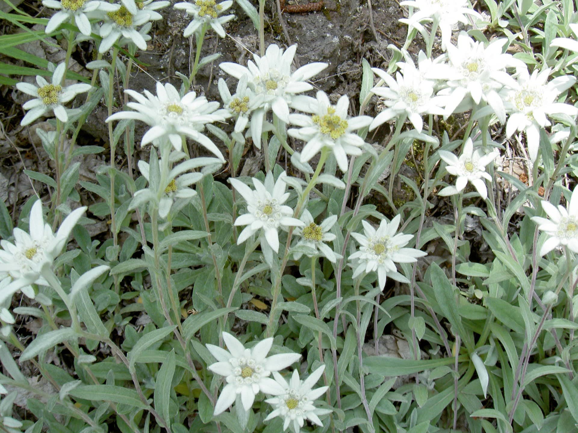 高貴な白 エーデルワイスの花 オショロコマの森ブログ5