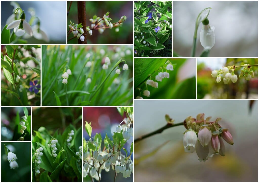 我が家の５月の花 9 スズランに似た花 ブルベリー ドウダンツツジ スノーフレーク アマドコロ スノードロップ 母の日 金沢から発信のブログ 風景と花と鳥など