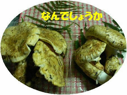 贅沢なご飯です 熊子通信 贅沢なご飯です 熊子通信