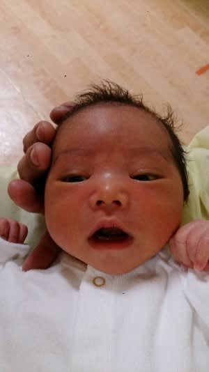 お家に 猫まんま お家に 猫まんま