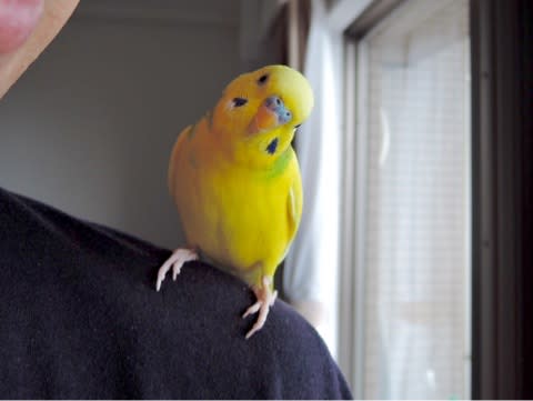 374 首を傾げる 身を乗り出すセキセイインコ セキセイインコに乗っ取られた 株式私情 My Stock News 374 首を傾げる 身を乗り出すセキセイインコ セキセイインコに乗っ取られた 株式私情 My Stock News