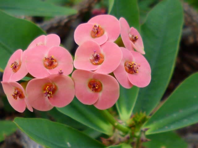 シカツノサンゴ 市川市動植物園 植物鑑賞園 野の花と生きものたち By みぃぷぅ シカツノサンゴ 市川市動植物園 植物鑑賞園 野の花と生きものたち By みぃぷぅ