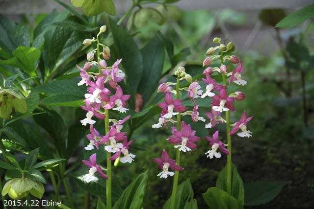 日影の小さな和庭 M S Small Garden Milky Mamaの小さな庭