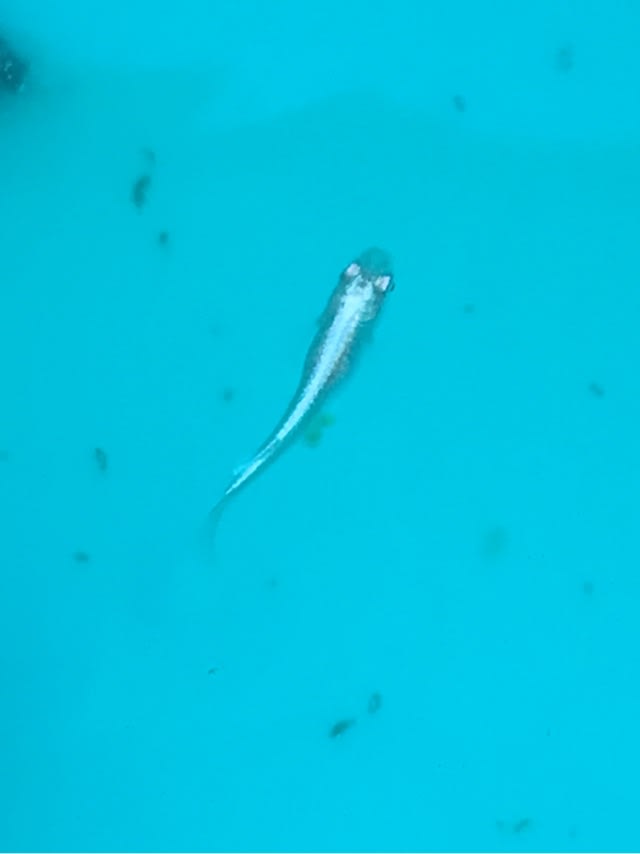 メダカの変化が早速 徒然なるままに 旅行記から日々の記録