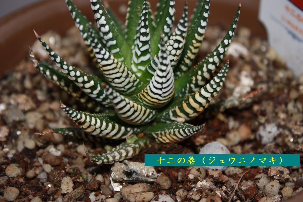 多肉植物其の後Ⅶジュウニノマキの画像