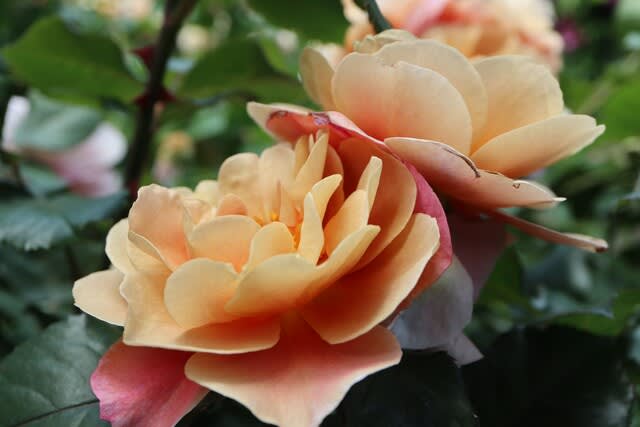 薄紫のモーブ色から茶色に変わるバラ ディスタント ドラムス 春薔薇シリーズ 21 043 野の花 庭の花