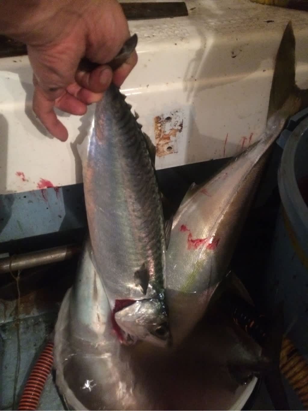 14年8月のブログ記事一覧 海子丸