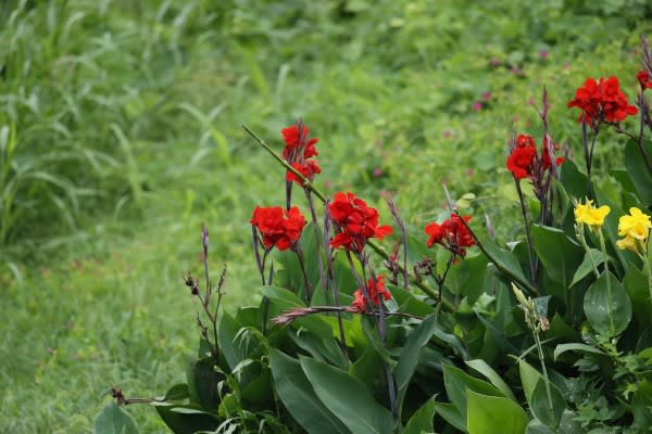 カンナ 赤 命の再生を象徴する花は8月16日の誕生花 Aiグッチ のつぶやき Post Like Ai Tweets