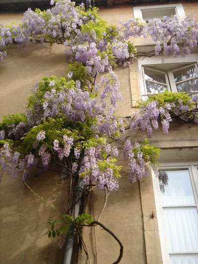 フジの花 フランス ルクセンブルグ 草花図