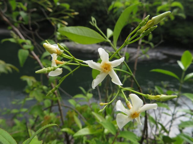 白は絡んで巻き付いて テイカカズラ なつみかんの木々を見上げて 白は絡んで巻き付いて テイカカズラ なつみかんの木々を見上げて