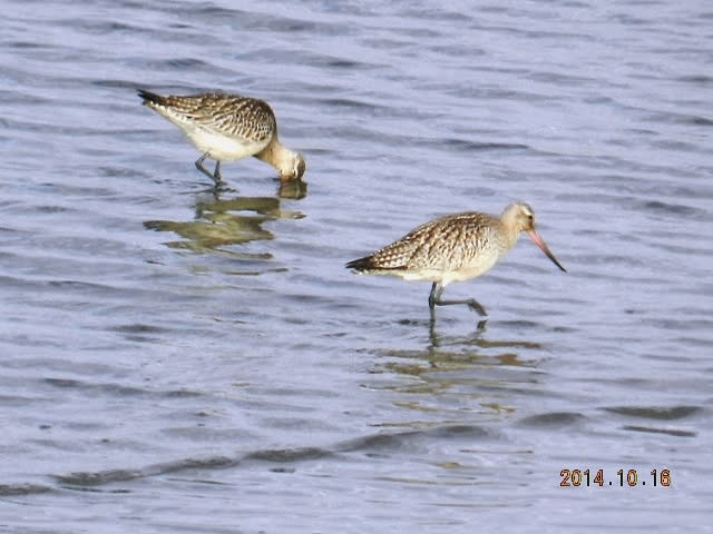 冬鳥第２陣？の画像