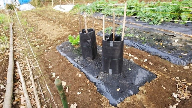 11月28日 セロリ軟白栽培をしてみる事にしました ビギナーの家庭菜園