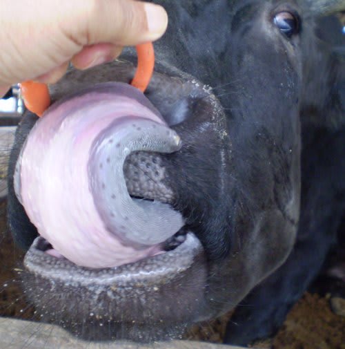 牛の舌の役割 牛コラム