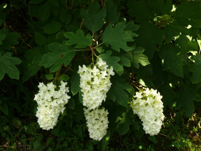 みちのくあじさい園のヤエカシワバアジサイ 八重柏葉紫陽花 スノークイーン スノーフレーク 1 Peaの植物図鑑 みちのくあじさい園のヤエカシワバアジサイ 八重柏葉紫陽花 スノークイーン スノーフレーク 1 Peaの植物図鑑