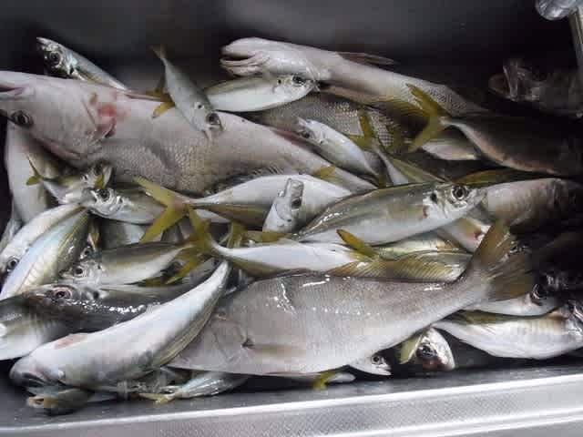 今朝の鯵釣り 大漁でした すけさんの釣り日記 今朝の鯵釣り 大漁でした すけさんの釣り日記