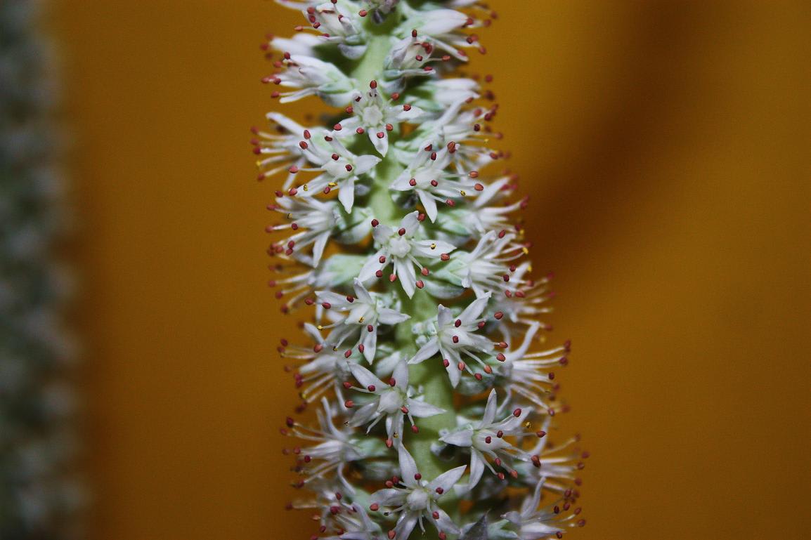 多肉植物「岩蓮華」の画像