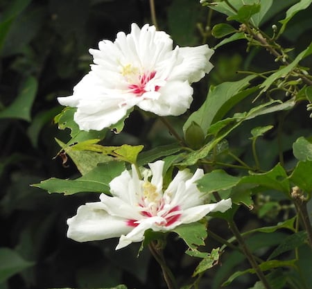 長月 9月 上旬の花 京都府立植物園 訪ねて眺めてスルー そらと花と