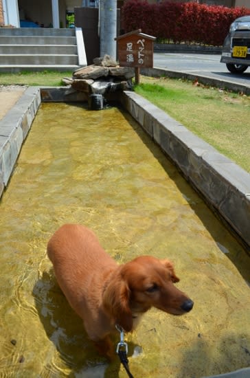 東根温泉 ペットの足湯 こころの染織 東根温泉 ペットの足湯 こころの染織