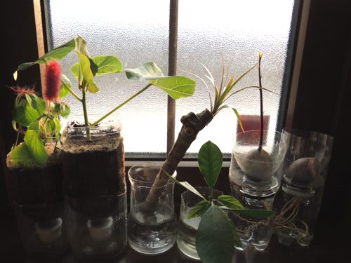 ペットボトルの植物たち その後 あんな話こんな話