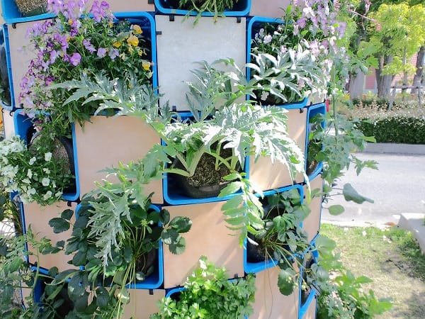 立体菜園花壇の植物たち アーティチョークの蕾 ｗｙｚ流立体菜園 緑花術 New Vertical Edible Garden Technique