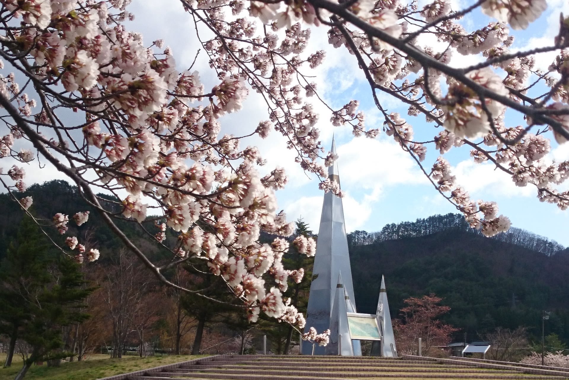 七ヶ宿ダム公園の桜の開花状況 ゆり太郎だより