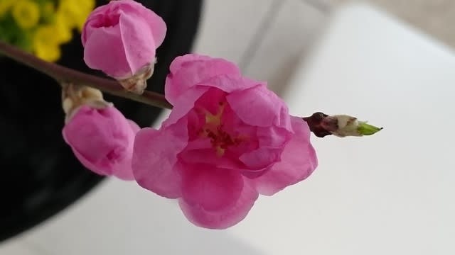桃の節句の生け花