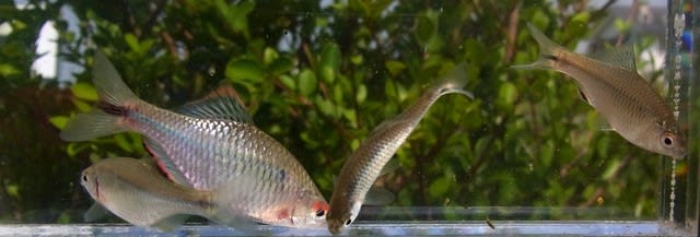 なるほど合点 タイワンタナゴ アヂアヂ台湾お魚旅 私魚人 あいうおんちゅ 定年親父の魚三昧 タナゴ仕掛けとガサで出会った魚たち なるほど合点 タイワンタナゴ アヂアヂ台湾お魚旅 私魚人 あいうおんちゅ 定年親父の魚三昧 タナゴ仕掛けとガサで出会った魚たち