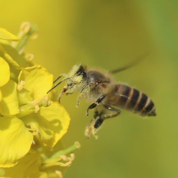 花粉まみれの蜜蜂 エンジェルファームnews