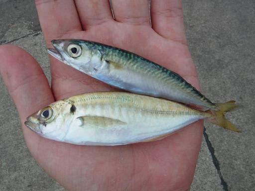 豆サバと豆アジ