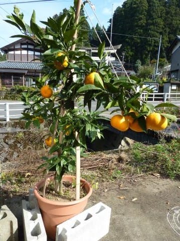 鉢植えのみかん 錆鉄人と天女の感動人生 鉢植えのみかん 錆鉄人と天女の感動人生