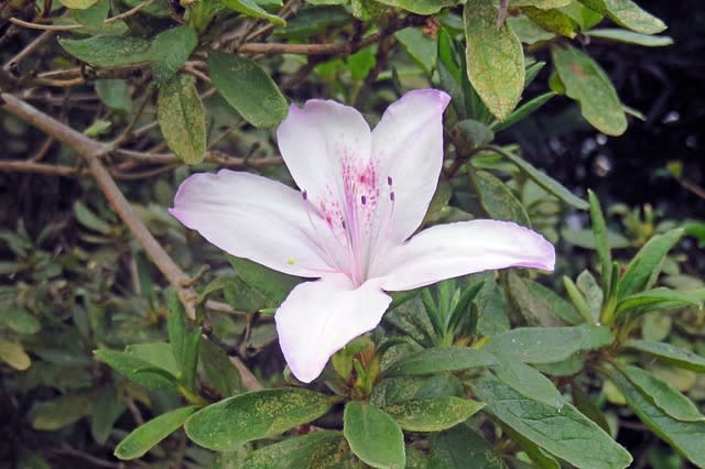 秋に見つけた 樹の実と花 南房総でkocchiが楽しむ自然との出会い