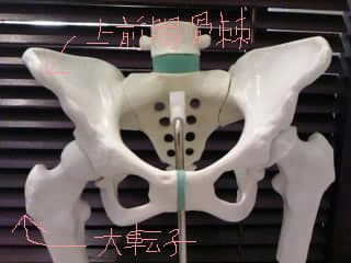 前捻角を自分でチェック 笑顔あふれる生活へ 股関節と共に 前捻角を自分でチェック 笑顔あふれる生活へ 股関節と共に