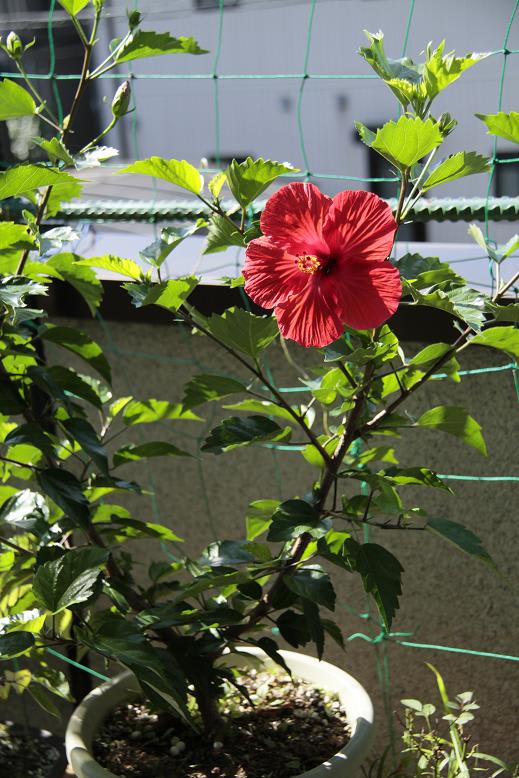 ハイビスカスの花が咲いて居たの画像
