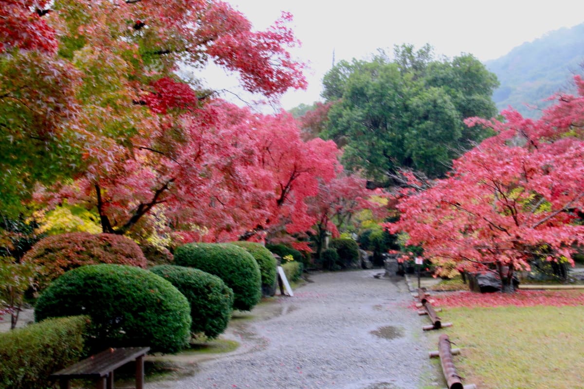京都の秋を訪ねて(3)・勧修寺 (かじゅうじ) 庭園の不断桜と紅葉 - 自然