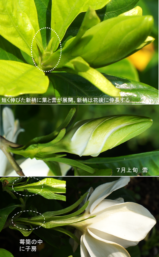 授木の四季500 クチナシ 里山コスモスブログ 授木の四季500 クチナシ 里山コスモスブログ
