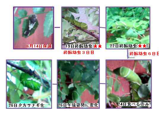保護したアゲハの幼虫その後 明日も咲く今日できること